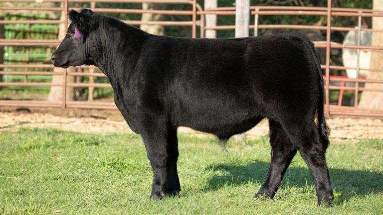 TAG 10 STEER
