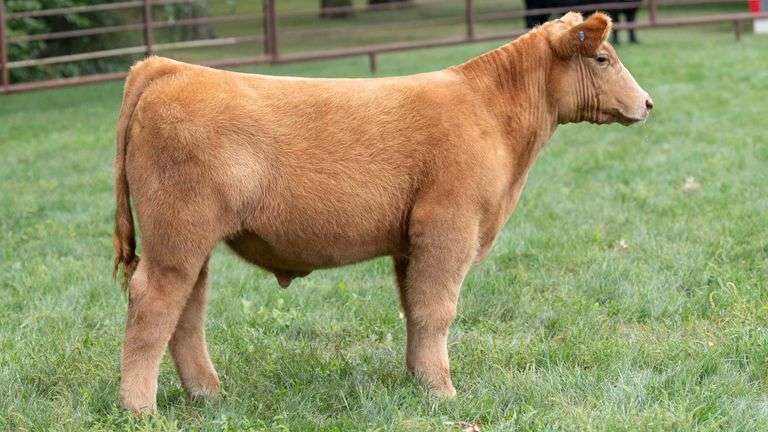 TAG 1806 STEER