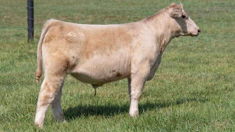 TAG 59 STEER
