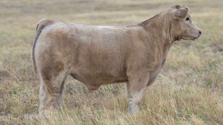TAG 61 STEER