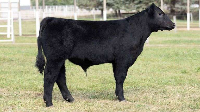 TAG 18 STEER