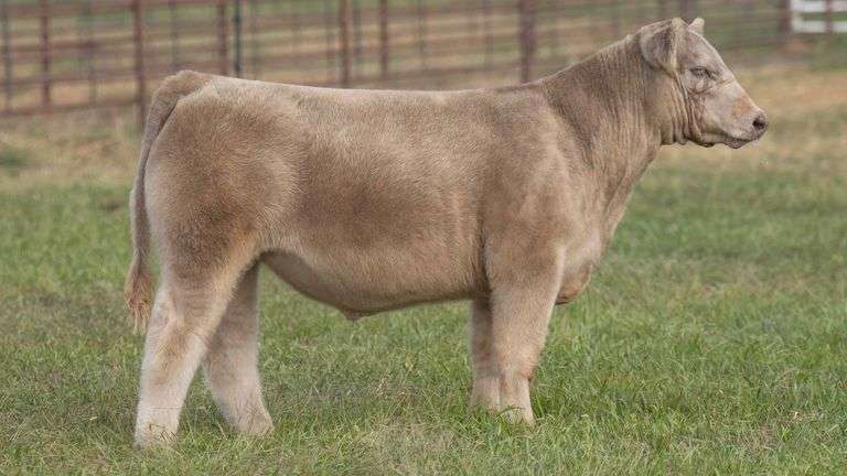TAG 24 STEER
