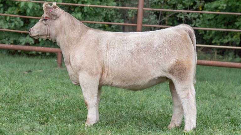 TAG 714 HEIFER