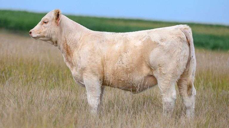 LOT 18 HEIFER
