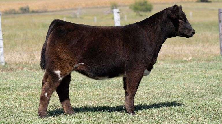 TAG 537 HEIFER