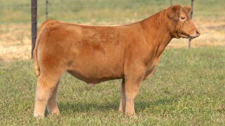 TAG 25 STEER