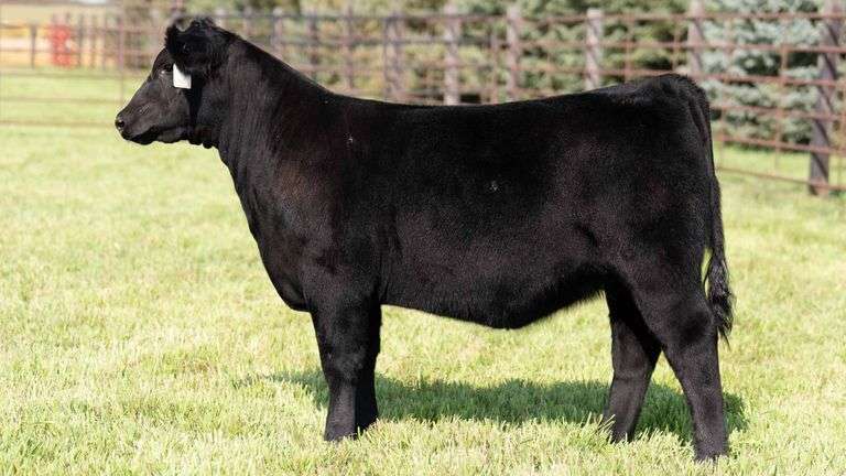 TAG 133 HEIFER