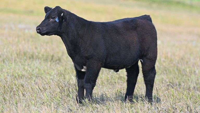 TAG 87 STEER