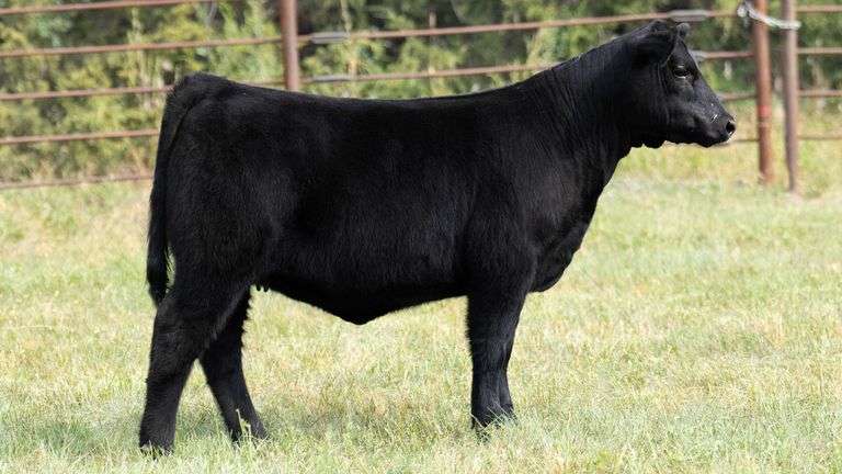 TAG 7032 HEIFER