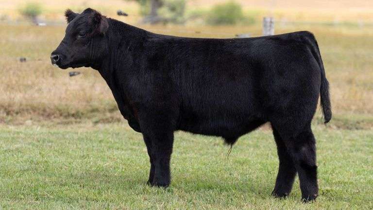 TAG 464 STEER