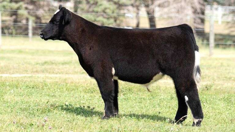 TAG 32 STEER