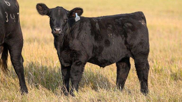 TAG 80 STEER