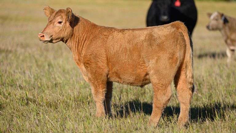 TAG 55 STEER