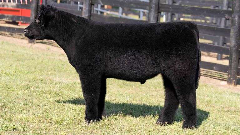 TAG 6 STEER