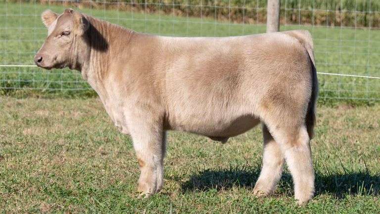 TAG 8 STEER