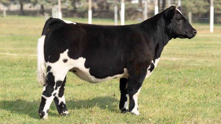 TAG 36 HEIFER
