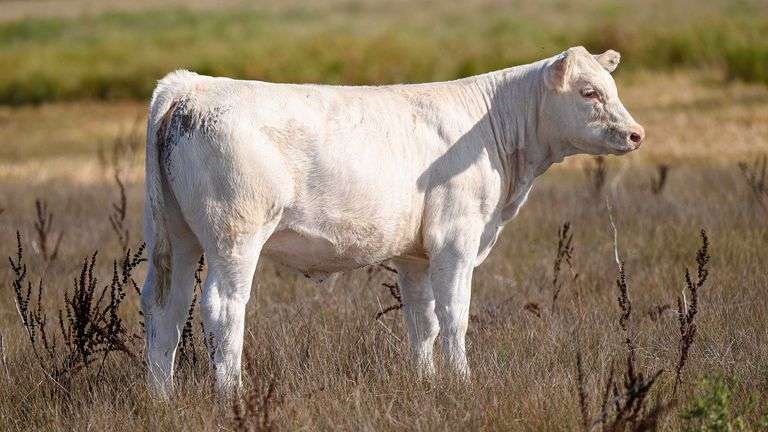 LOT 25 HEIFER