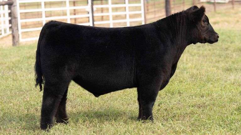 TAG 19 STEER