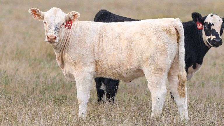LOT 22 HEIFER
