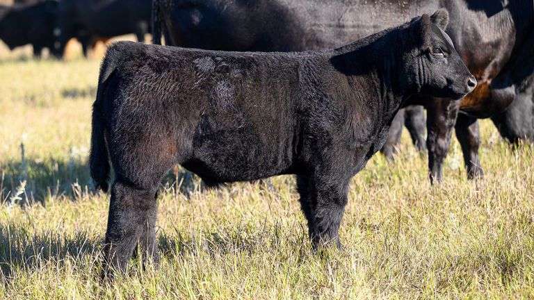 TAG 86 STEER