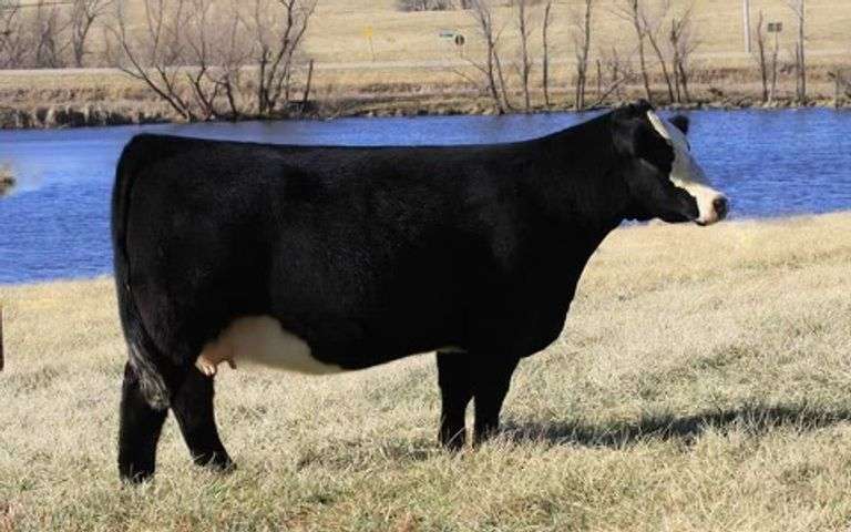 SPICE X BROKER EMBRYOS