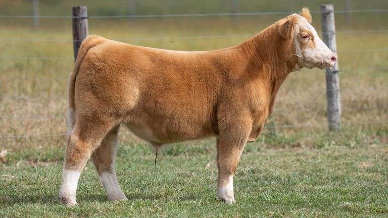 TAG 905 STEER