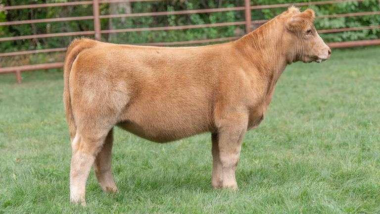 TAG 1343 HEIFER