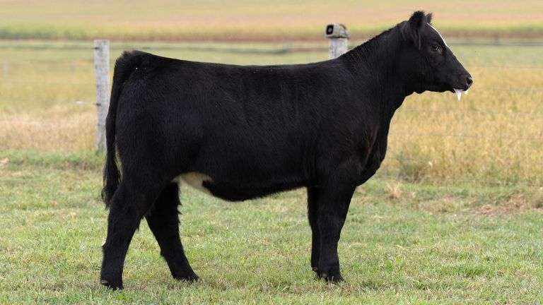 TAG 841 HEIFER