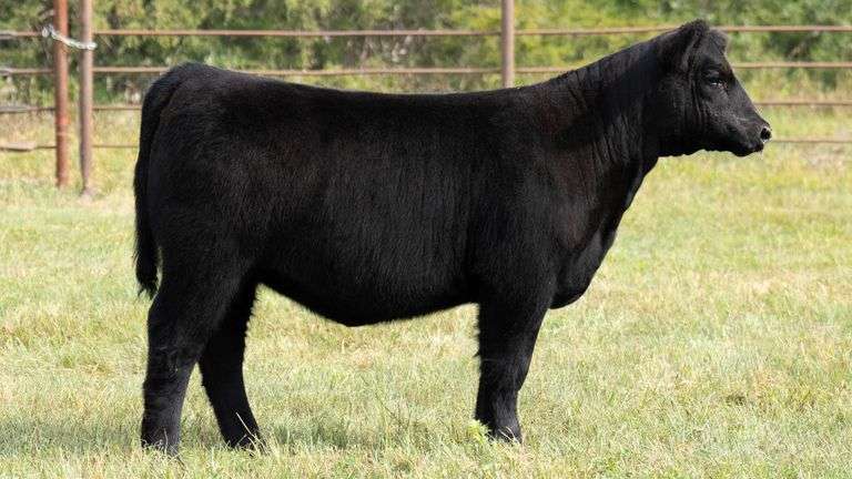 TAG 9032 HEIFER