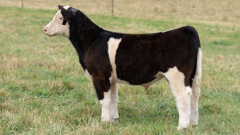 TAG 25 STEER