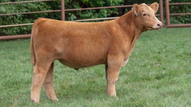 TAG 062 STEER