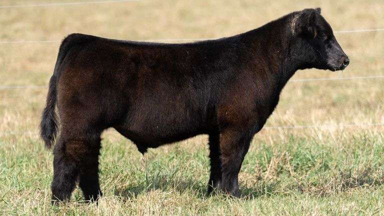 TAG 30 STEER