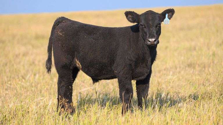 TAG 89 STEER