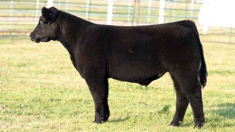 TAG 24 STEER
