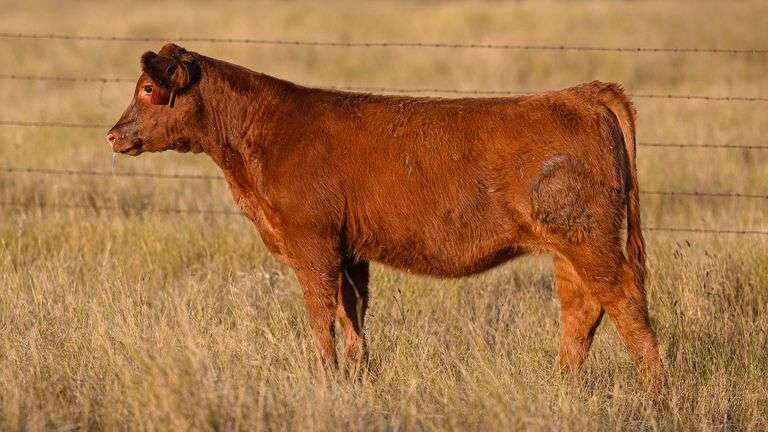 LOT 36 HEIFER