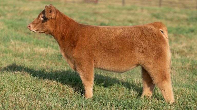 TAG 95 HEIFER