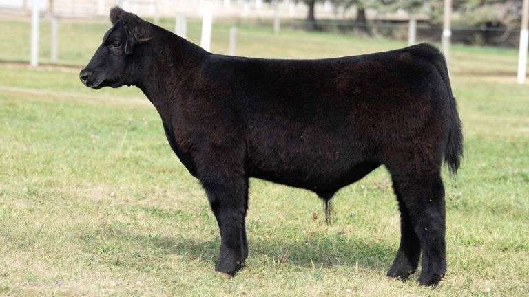 TAG 15 STEER
