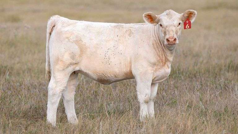 LOT 6 HEIFER