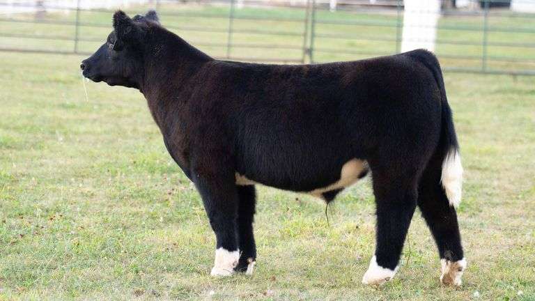 TAG 35 STEER