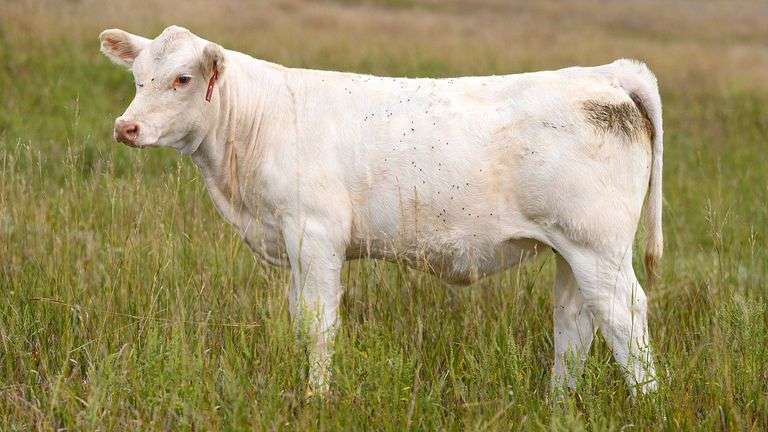 LOT 23 HEIFER