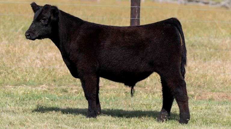 TAG 924 STEER