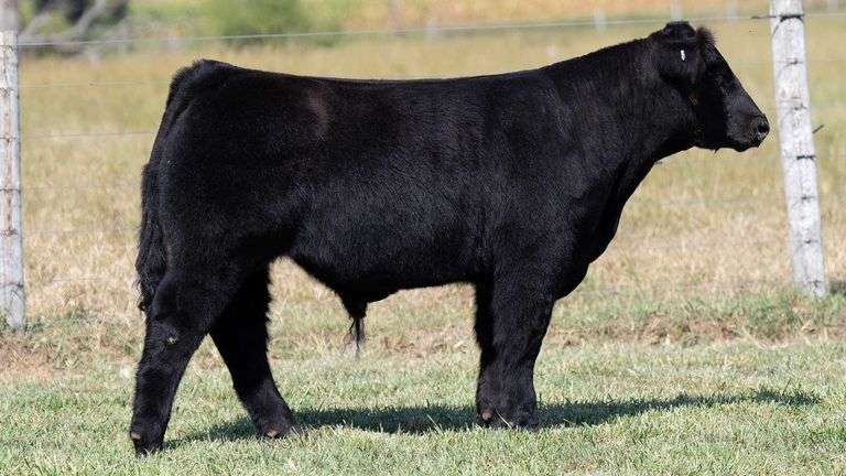 TAG 761 STEER