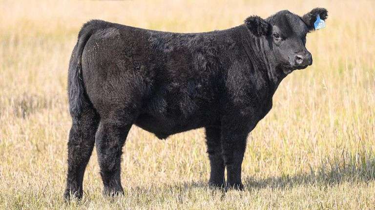 TAG 79 STEER