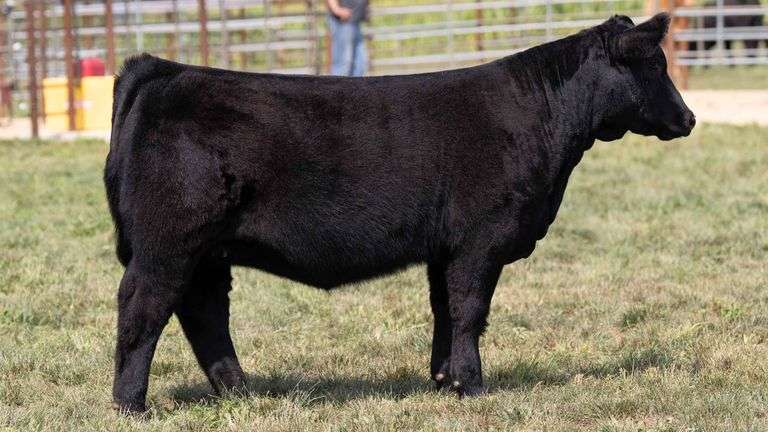 TAG 15 HEIFER