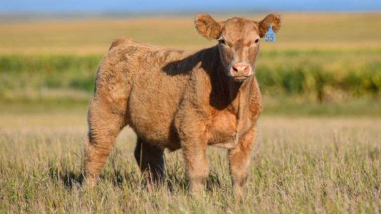 TAG 55 STEER