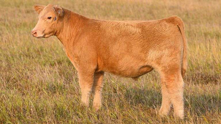 TAG 52 STEER