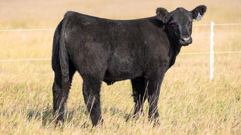 TAG 78 STEER