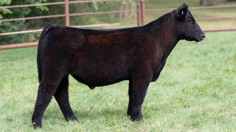 TAG 570 STEER