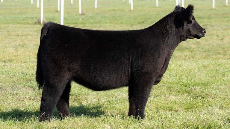 TAG 104 MARKET HEIFER