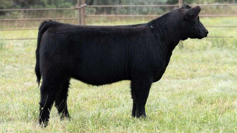 TAG B46 HEIFER